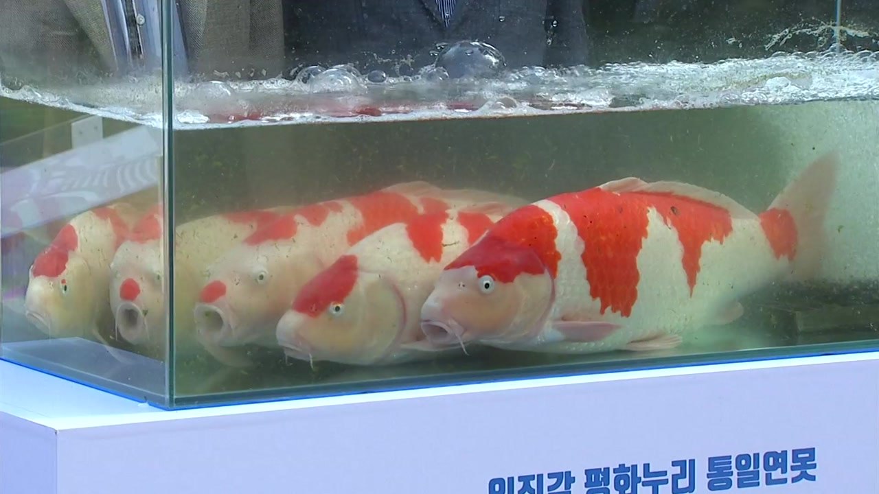 [기업] 에이스침대, 통일 염원 담아 비단잉어 200여 마리 기증 / YTN