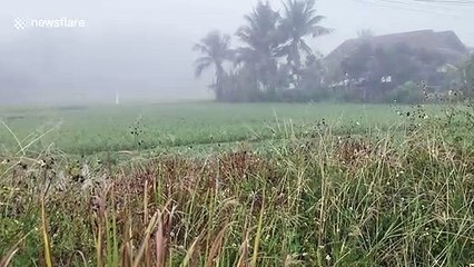 Tourists in awe of stunning blanket of mist and dew in northern Thailand