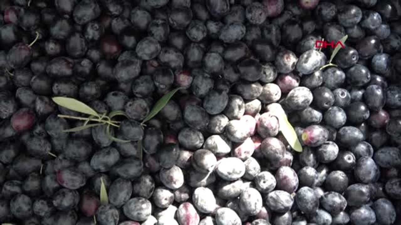 Aydın muhtar, söz verdiği kooperatifi kurdu çiftçinin gelirini arttırdı