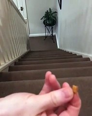 Adorable boule de poils répond à l'appel de la croquette