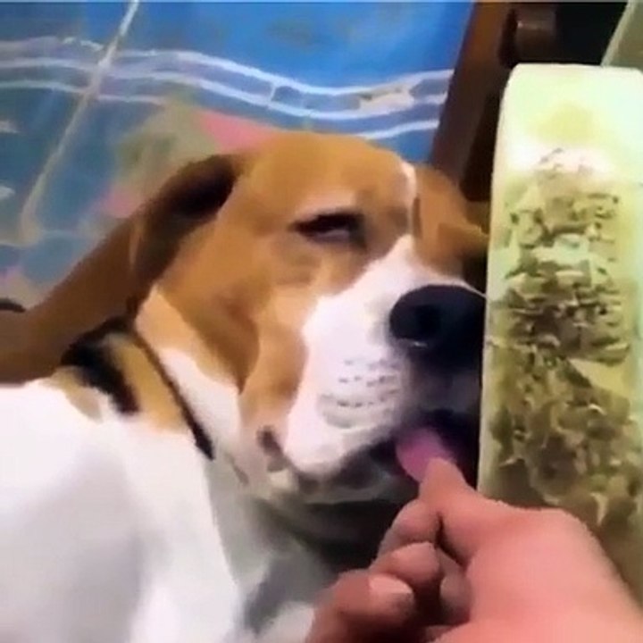 Découvrez le chien le plus adorable du moment