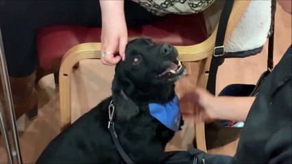 Russell the Police Dog: Sunderland's goodest boy?