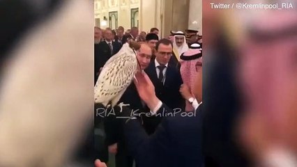 Putin gifts the Saudi King gyrfalcon before it excretes onto the floor