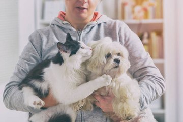 Les propriétaires de chiens plus heureux que ceux de chats