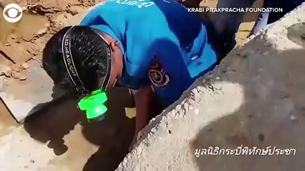 Tayland'da 4 metrelik kral kobra yılanı kanalizasyondan çıkarıldı