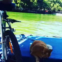 Ce chat passe le meilleur moment de sa vie. Admirez-le