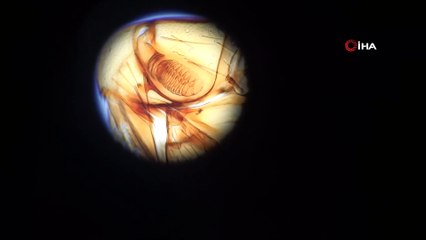 Öğretim görevlisi keşfettiği pire türlerine kızlarının adını verdi