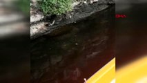 Çanakkale kedinin balığı avlama anı kamerada