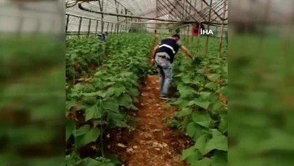 Örtüaltı kaçak hint kenevirine jandarma baskını