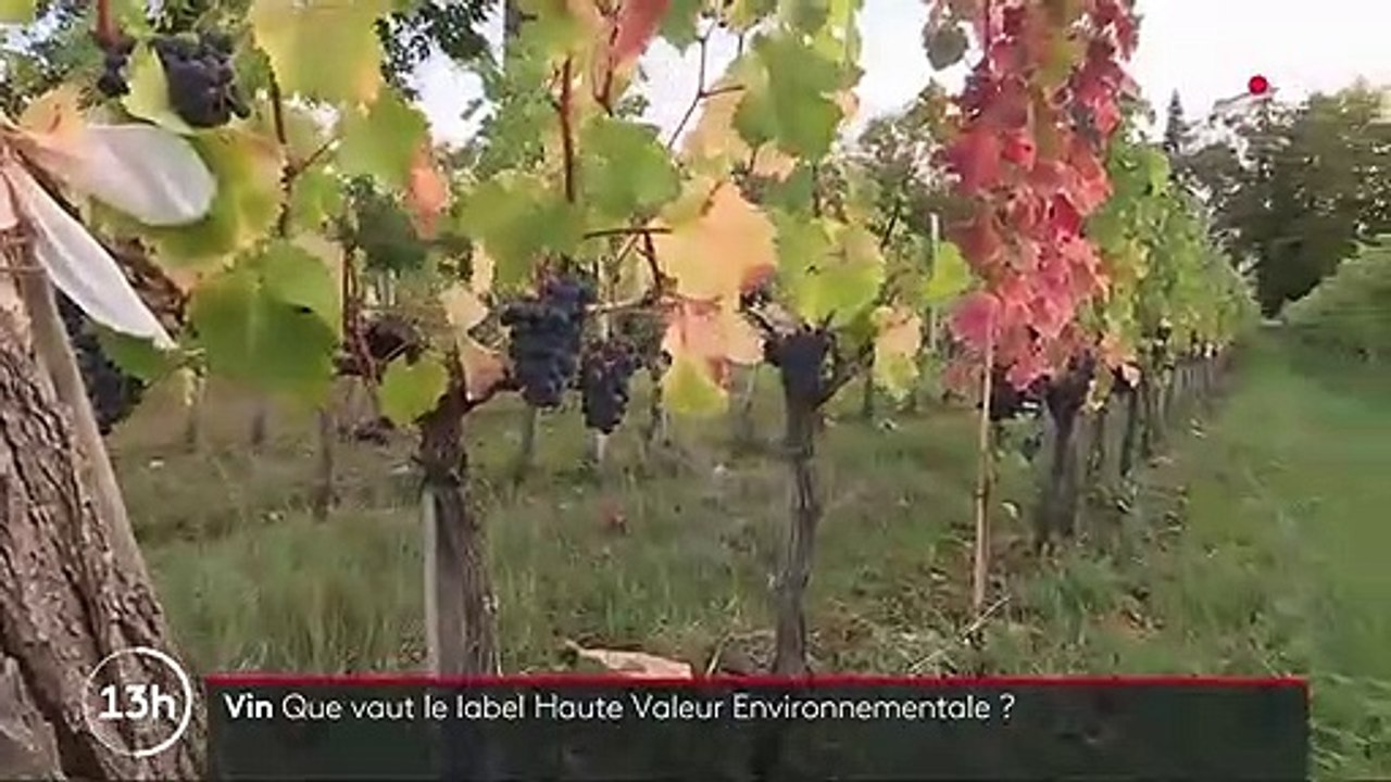Vin : un nouveau label pour des pratiques plus respectueuses de l'environnement