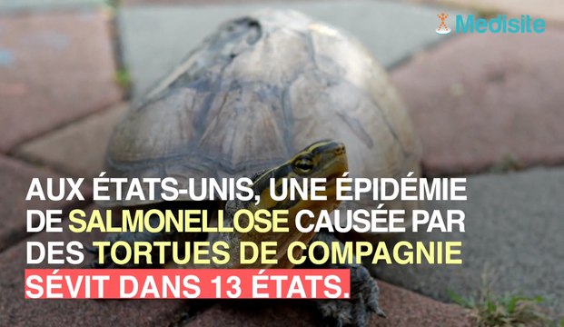 Salmonellose : des tortues contaminent la population aux États-Unis !