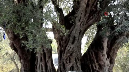 Bin 657 yaşındaki ağaçtan zeytin hasadı