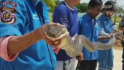 Cobra-rei é capturada em esgoto na Tailândia
