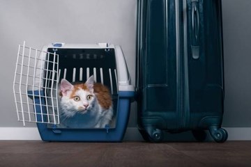 Voyage à l'étranger avec son animal : quelles précautions prendre ?