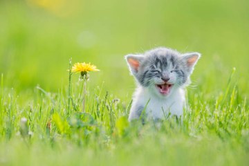 Comment habituer son chaton à sortir sans s'échapper ?