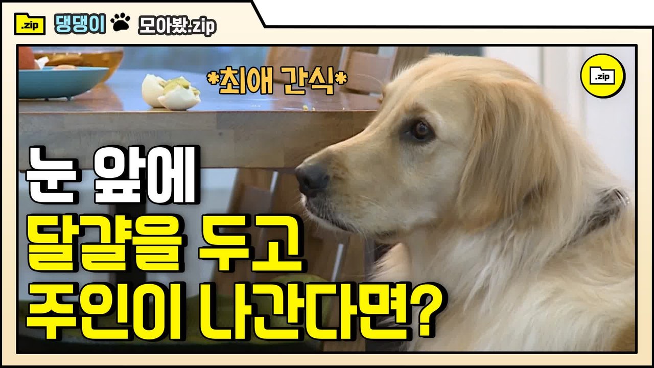 [#모아봤zip] 댕댕이에게 기다리라고 하고 자리를 비워봤습니다 최애 간식이 눈 앞에 있다(츄릅) | #대화가필요한개냥 | #Diggle