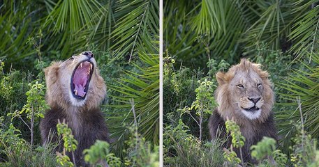 Un Photographe Surpris Par Un Lion Qui Rugit Fort Devant Lui Avant De Lui Sourire Avec Un Clin D Oeil Video Dailymotion