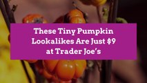 These Tiny Pumpkin Lookalikes Are Just $9 at Trader Joe’s