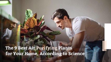 The 9 Best Air Purifying Plants for Your Home, According to Science