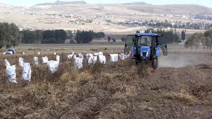 İki yeni yerli patates çeşidinin hasadı yapıldı