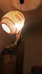 Ce chat joue à Spiderman sur l'abat jour stylé en osier !