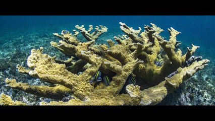 Pure. Pursuit. The Boat of Your Dreams.