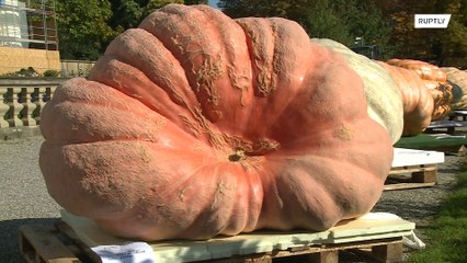 PUMPKIN weighing 1,013 kg scoops first prize in Ludwigsburg contest