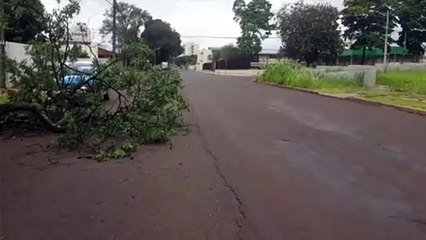 Download Video: Árvore cai e prejudica parcialmente fluxo de veículos na Rua Antonina