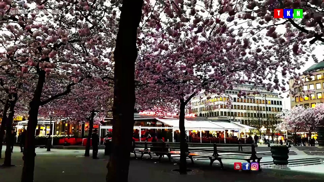 #Cherry #Blossoms #Stockholm #Sweden