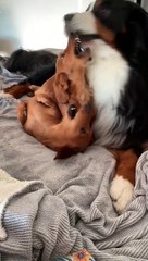 Cute Dachshund Demands Kisses