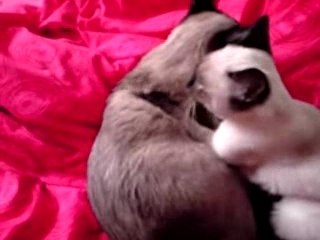 Massage de chats!!!!!