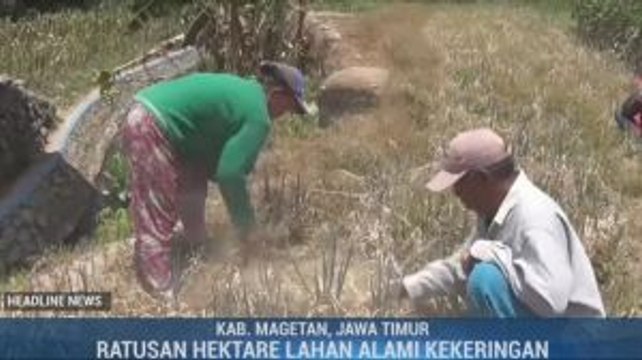 Ratusan Hektare Tanaman Sayuran di Magetan Mati Akibat Kekeringan