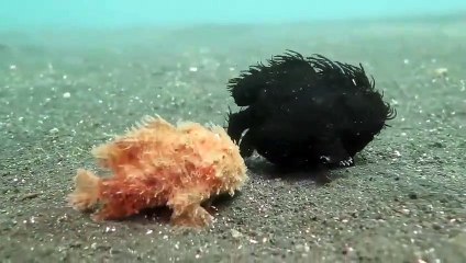 Ces choses mystérieuses ne sont pas des végétaux mais bien des animaux : poissons-crapauds