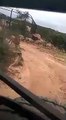 Un lion se met à courir après une jeep... terrifiant