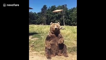Very smart bear waves, points and eats bread