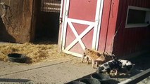 PIGLETS PLAYING WITH A SYNTHETIC ROPE IN THE LITTLE FARM