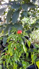 Xoconostle planta colibri, tour de plantas en mi huerto