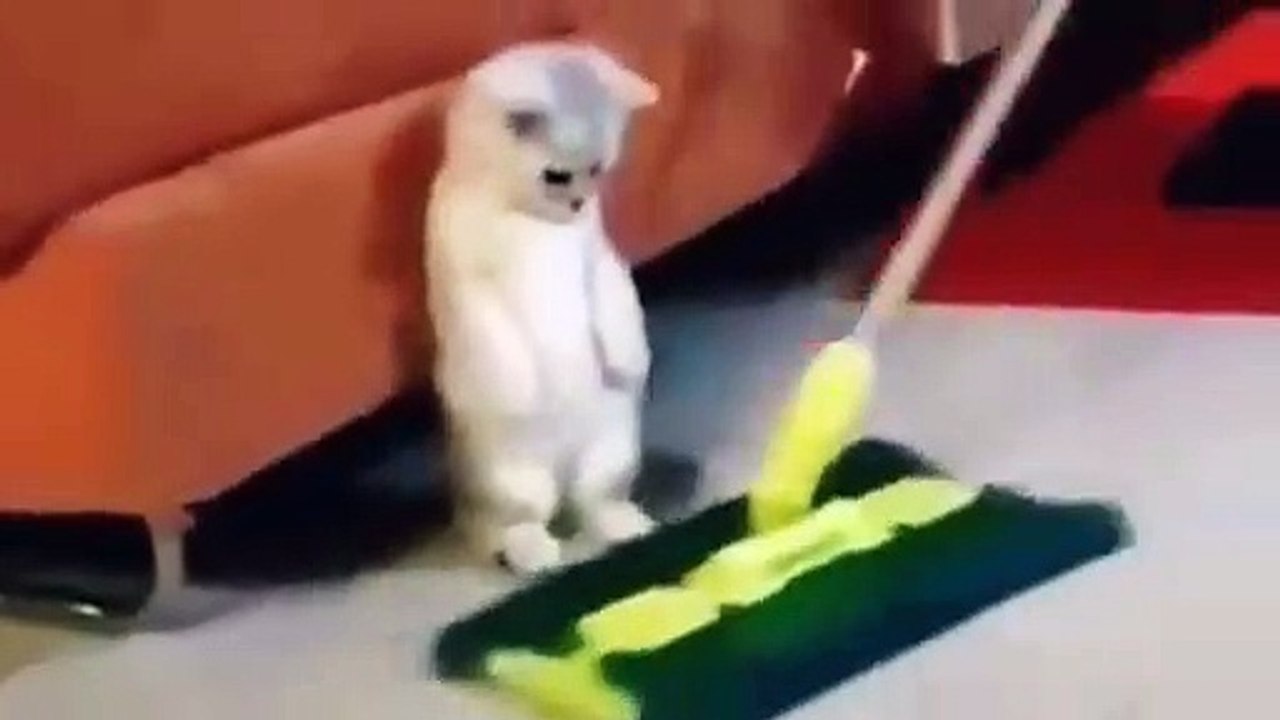 Look at this one cat's reaction, it's really funny