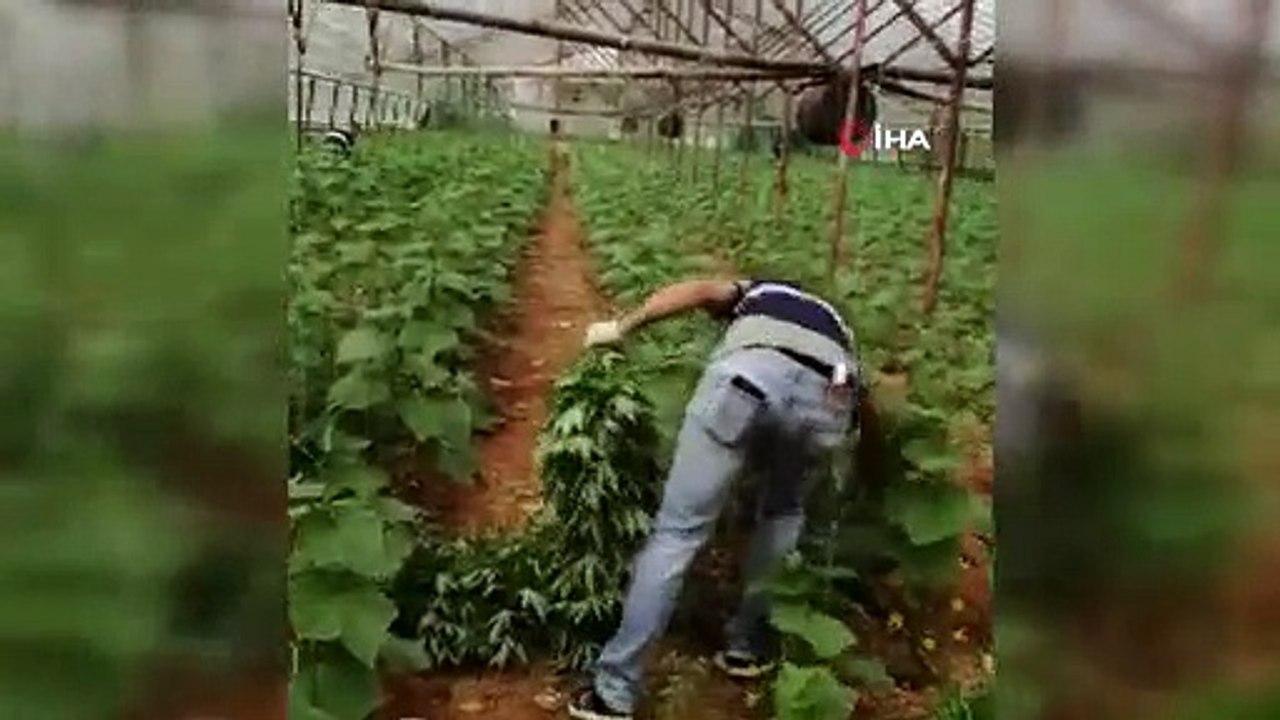 Örtüaltı kaçak hint keneviri üretimine jandarma baskını