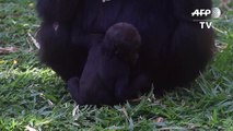 Critically endangered baby gorilla born in Brazil zoo