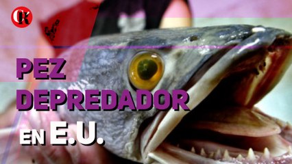 Pez depredador en E.U.