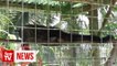 Illegal wildlife farm near Sibu raided, over two dozen endangered animals rescued
