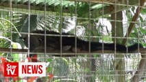 Illegal wildlife farm near Sibu raided, over two dozen endangered animals rescued