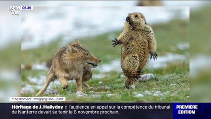 Découvrez la photo récompensée cette année du grand prix du photographe nature 2019