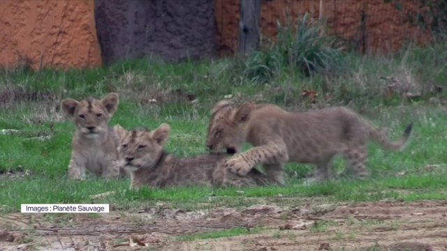 Ces quatre lionceaux ont fait leurs premiers pas dans le parc Planète sauvage