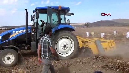 Milli patateste yüksek verim; tanesi 400 gram geliyor