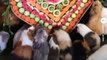Things you need to know about your guinea pigs - Naturee Wildlife