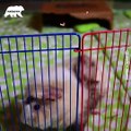 This beauty might be the cutest guinea pig - Naturee Wildlife