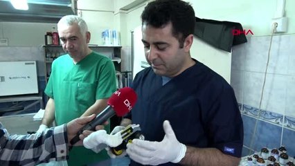 Edirne yavru kedi ilk adımlarını yürüteçle attı