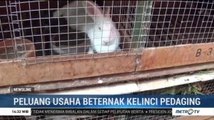 Peluang Usaha Beternak Kelinci Pedaging